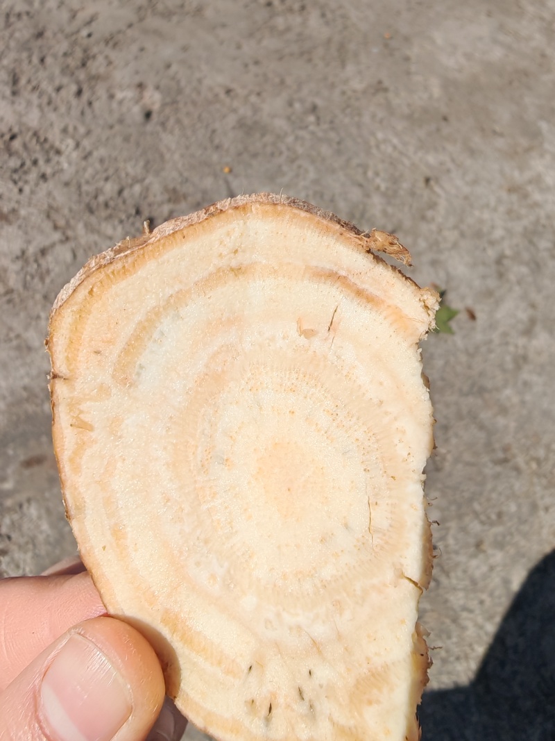 药材类葛根，野生，味微苦，细嚼回甘