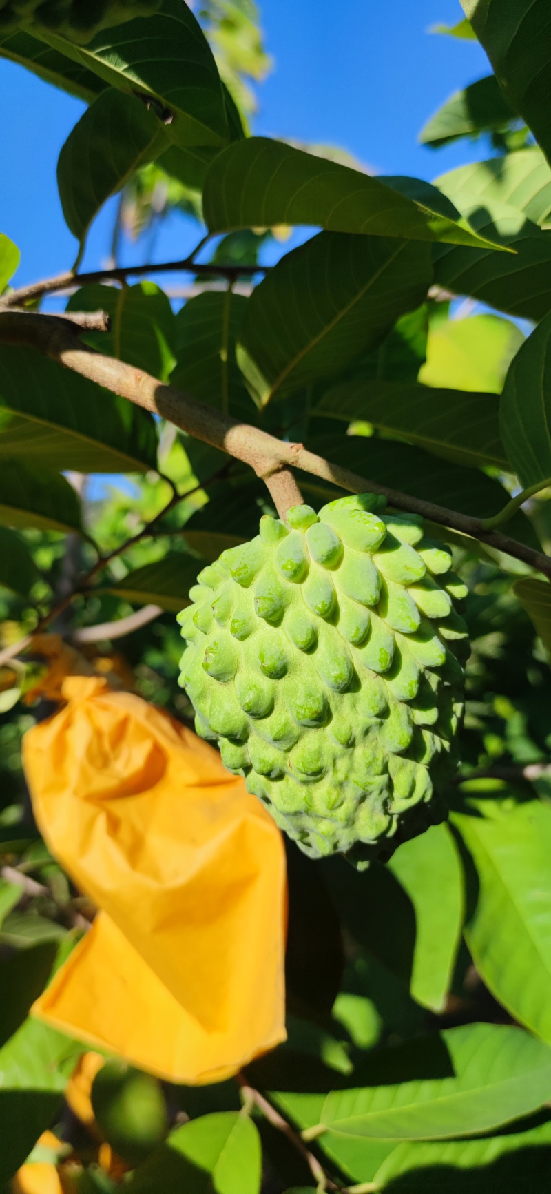 我在元江县有释迦果基地，1月15日左右可摘大果、中果。