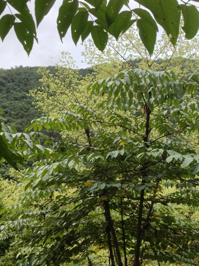 批发刺老包种子，树苗，刺嫩芽