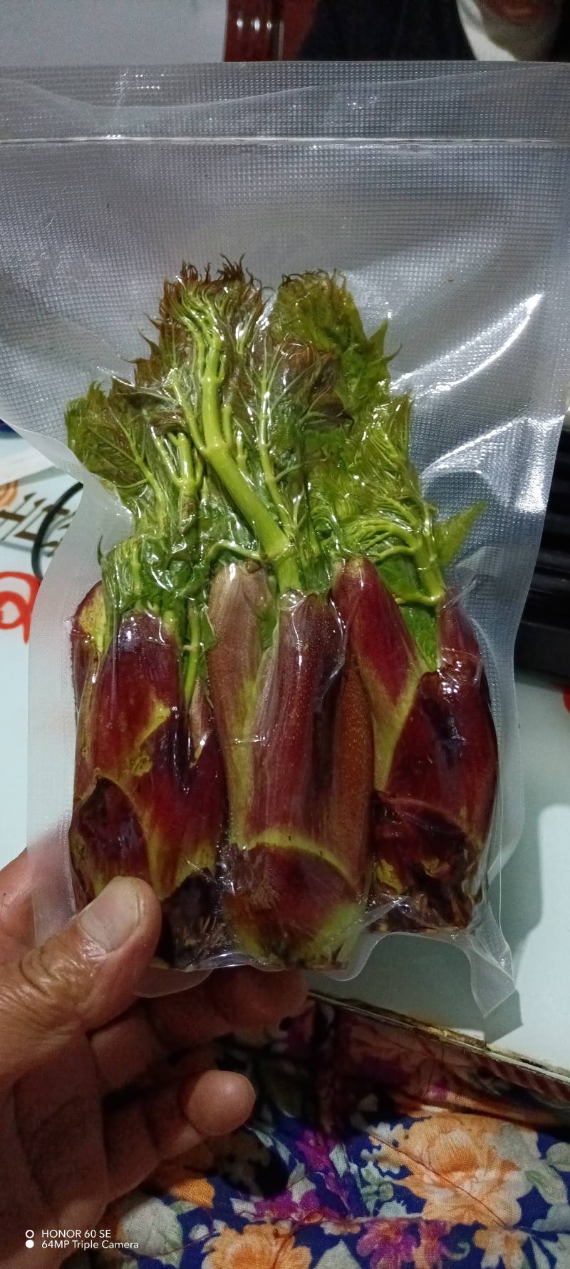 批发刺老包种子，树苗，刺嫩芽