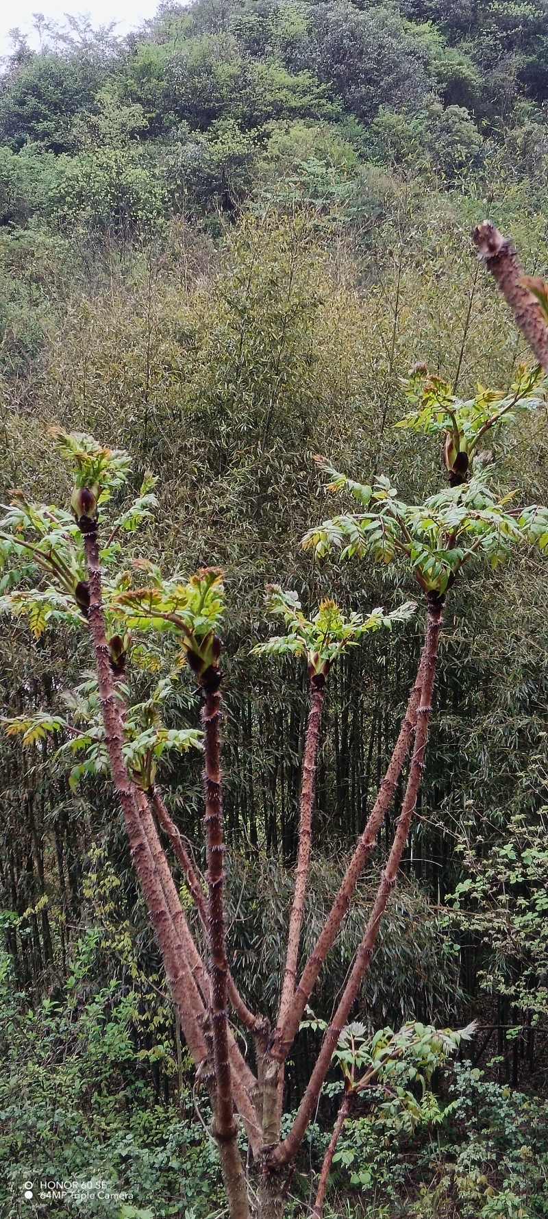 批发刺老包种子，树苗，刺嫩芽