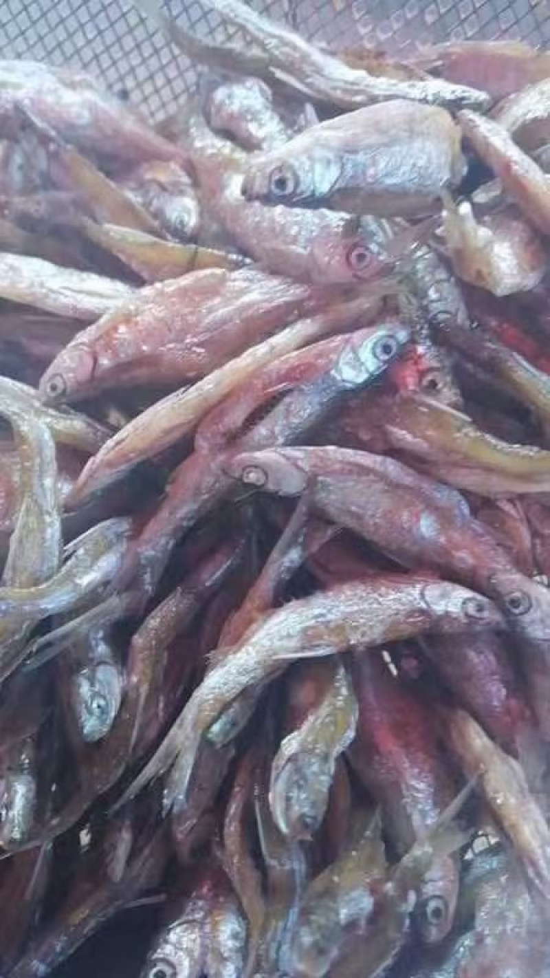 炸小河鱼