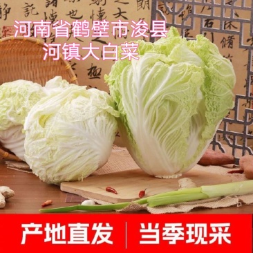 河南省鹤壁市浚县小河镇大白菜