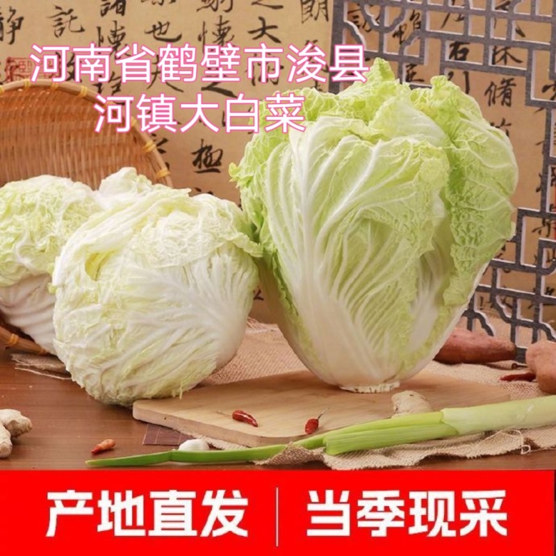 河南省鹤壁市浚县小河镇大白菜