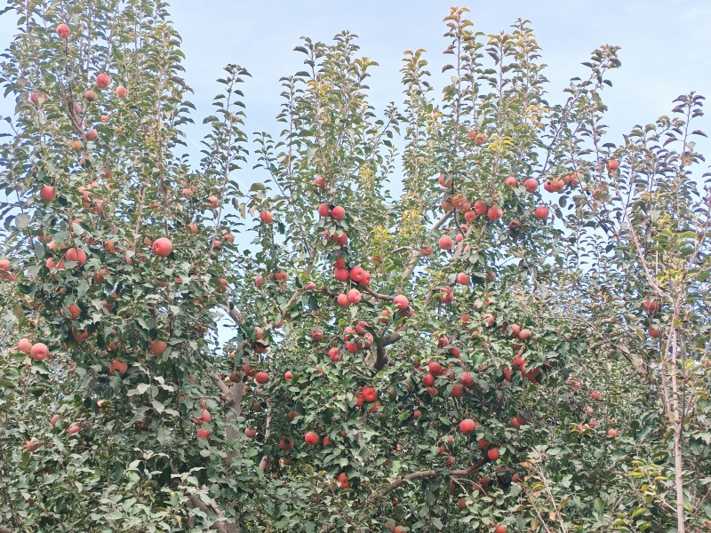 新疆阿克苏苹果一级，二级和少量高次