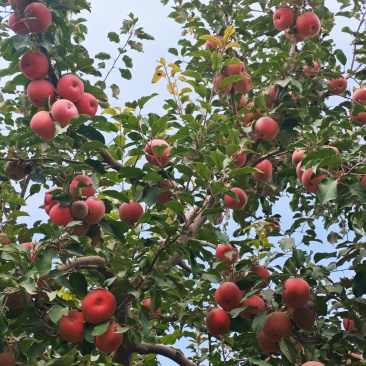 新疆阿克苏苹果一级，二级和少量高次