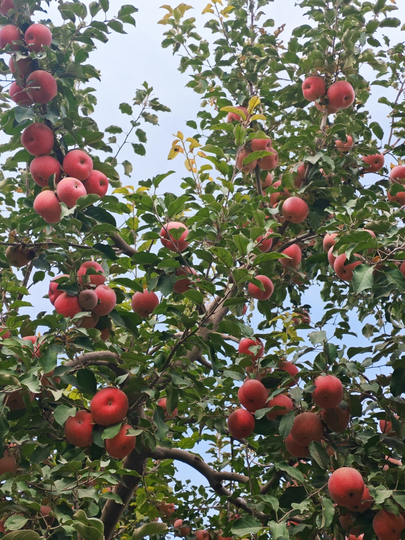 新疆阿克苏苹果一级，二级和少量高次
