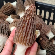 新鲜羊肚菌