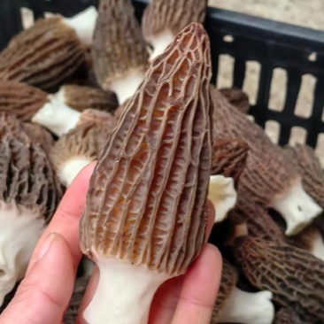 新鲜羊肚菌