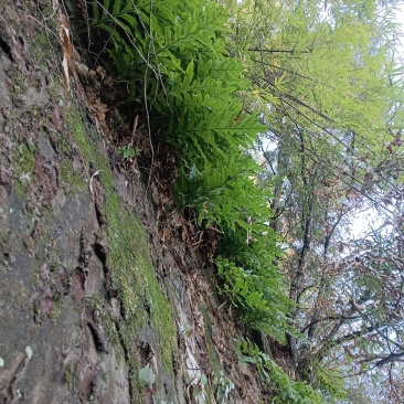 野生骨碎补