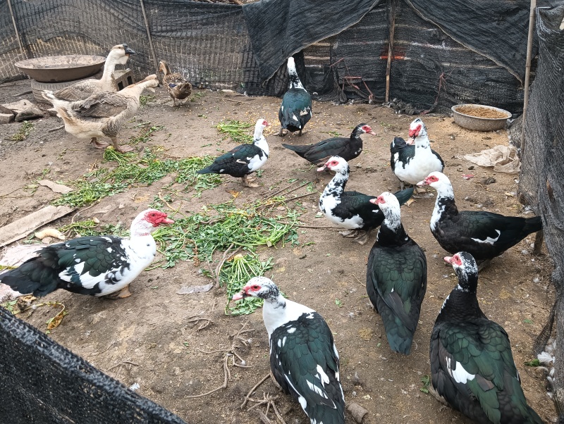 原生态玉米鸭