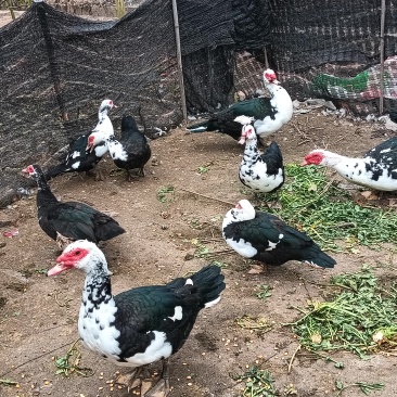 原生态玉米鸭