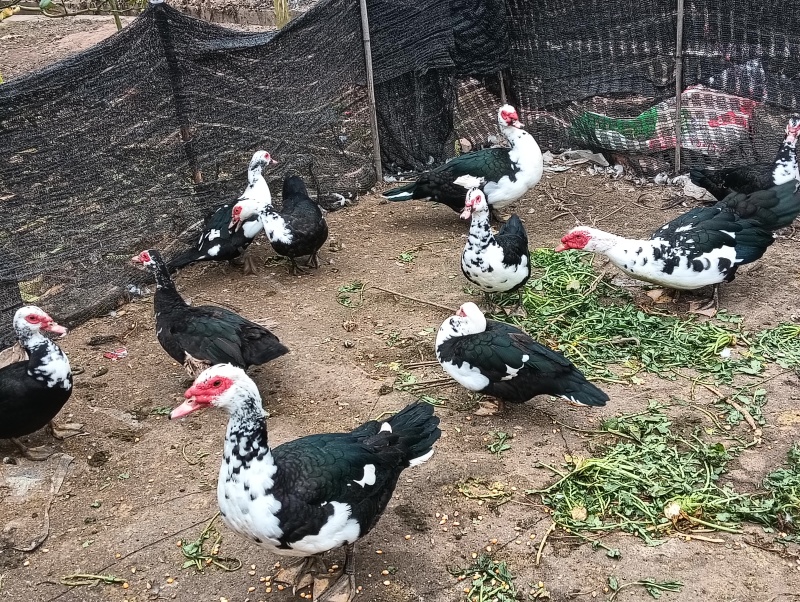原生态玉米鸭