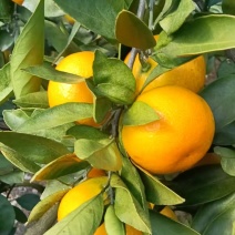 涌泉蜜桔皮薄无渣汁水多，大小规格都有