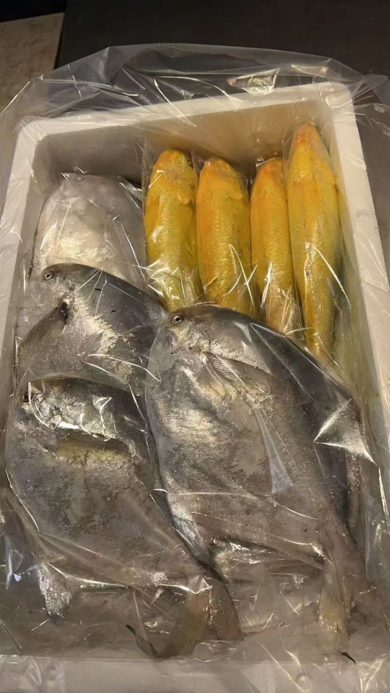 千年松门渔场出品，野生大黄鱼臻选好礼，鲜醇肉质+吉祥寓意