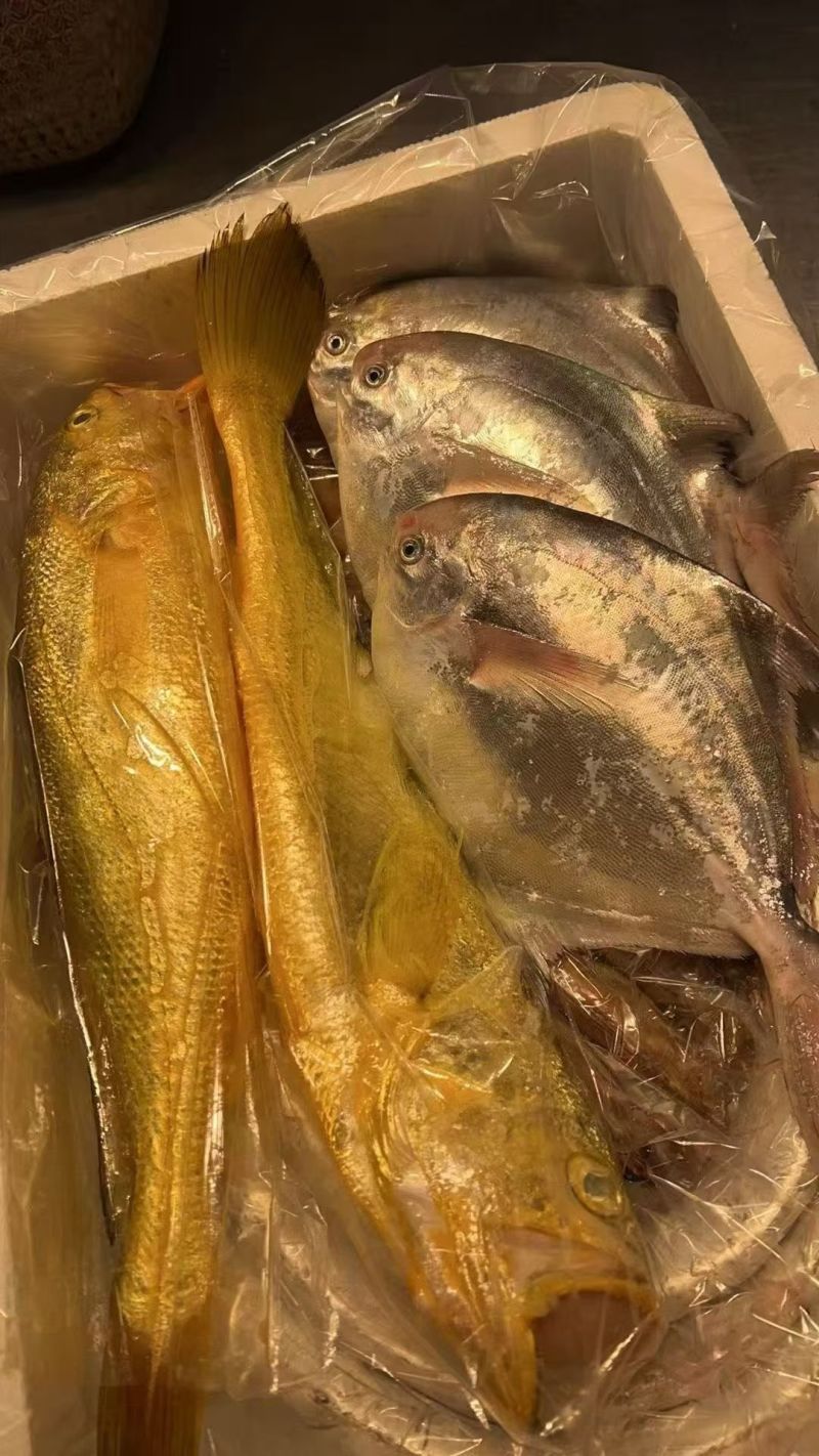 千年松门渔场出品，野生大黄鱼臻选好礼，鲜醇肉质+吉祥寓意
