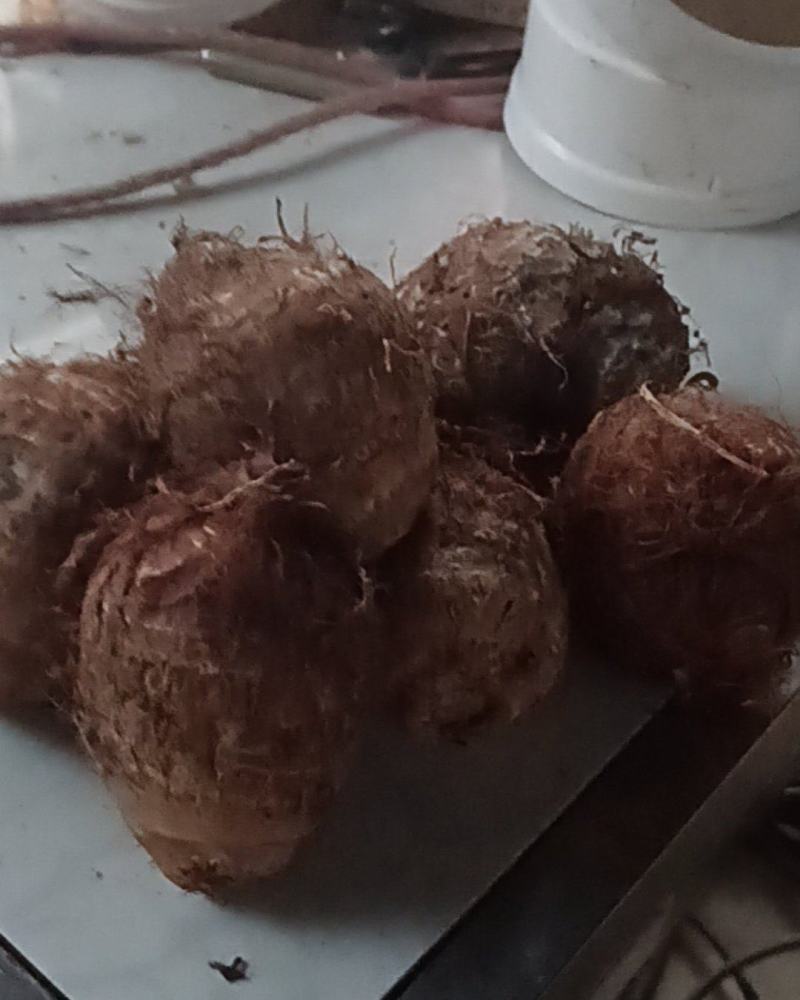 芋头，洋脂芋头