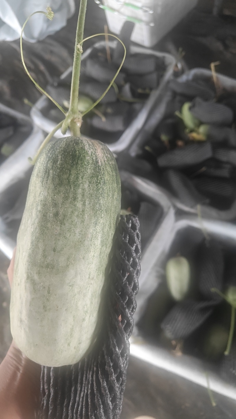 云南西双版纳羊角蜜博洋系列