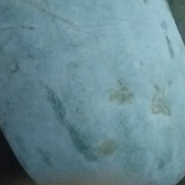 冬瓜白皮