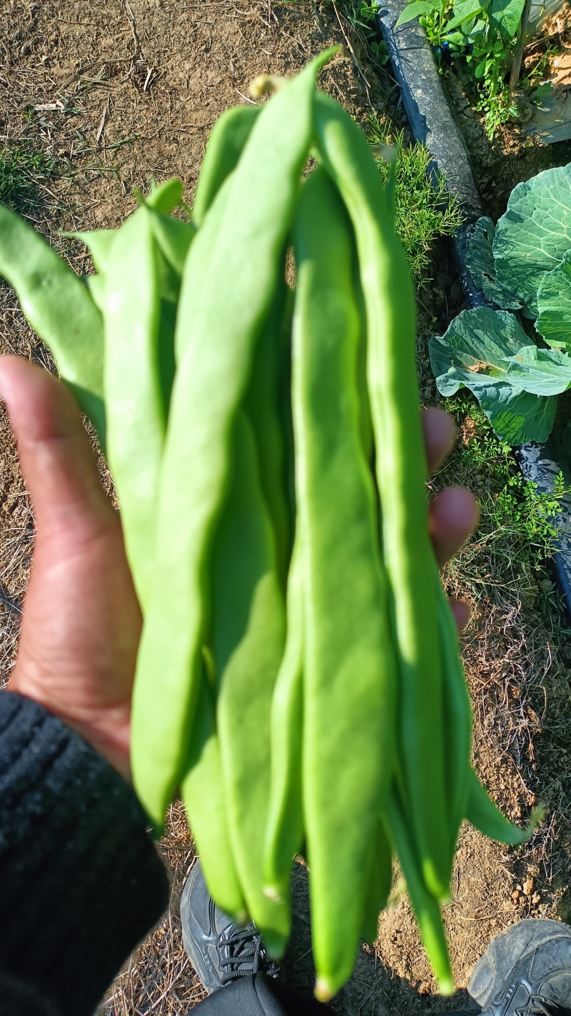 有各种各样的价格，豆类。