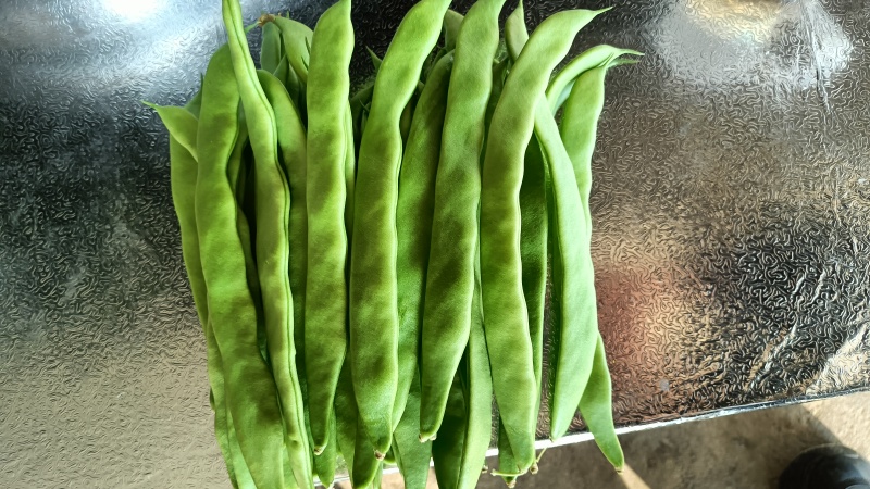 有各种各样的价格，豆类。