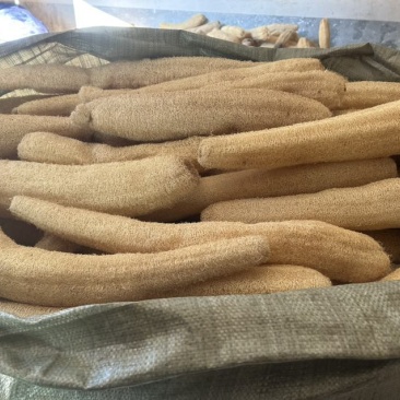 丝瓜络