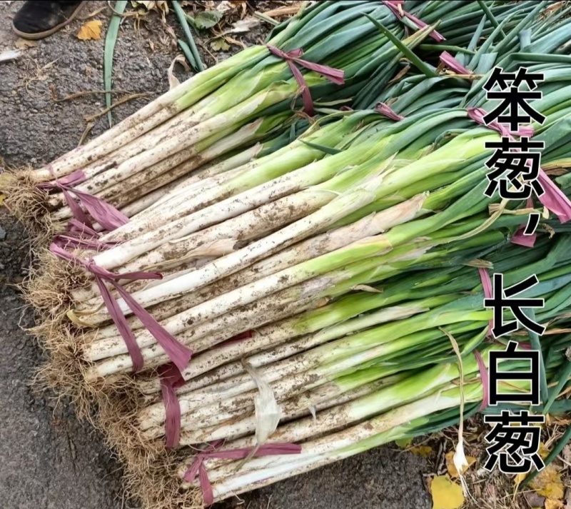 长白大葱，现挖现卖