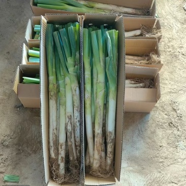 长白大葱，现挖现卖