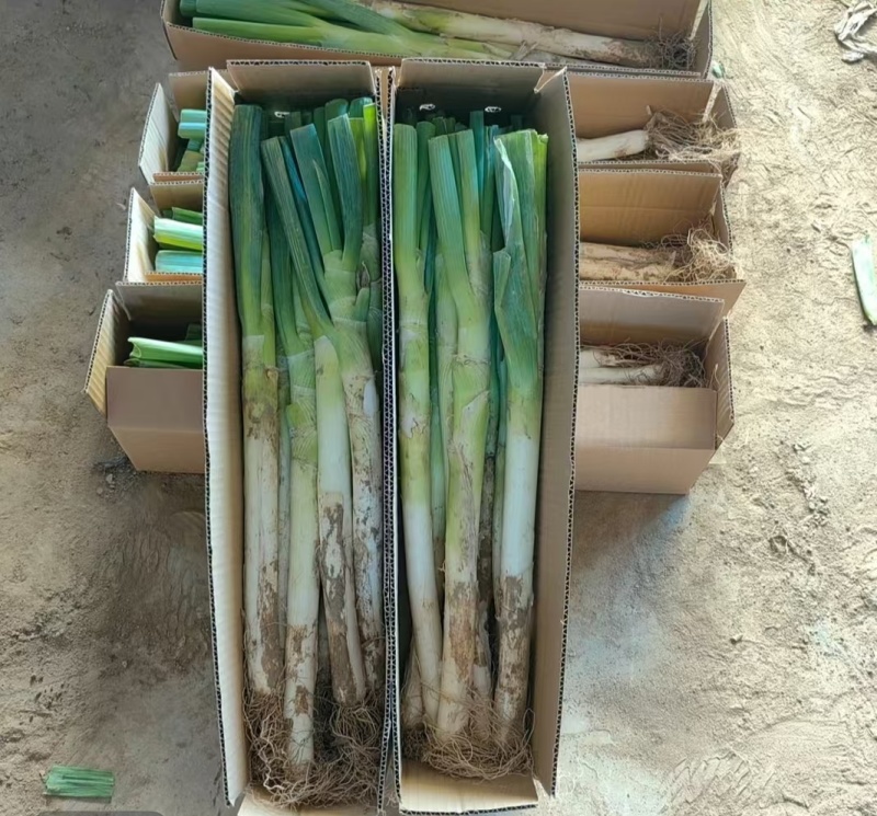 长白大葱，现挖现卖