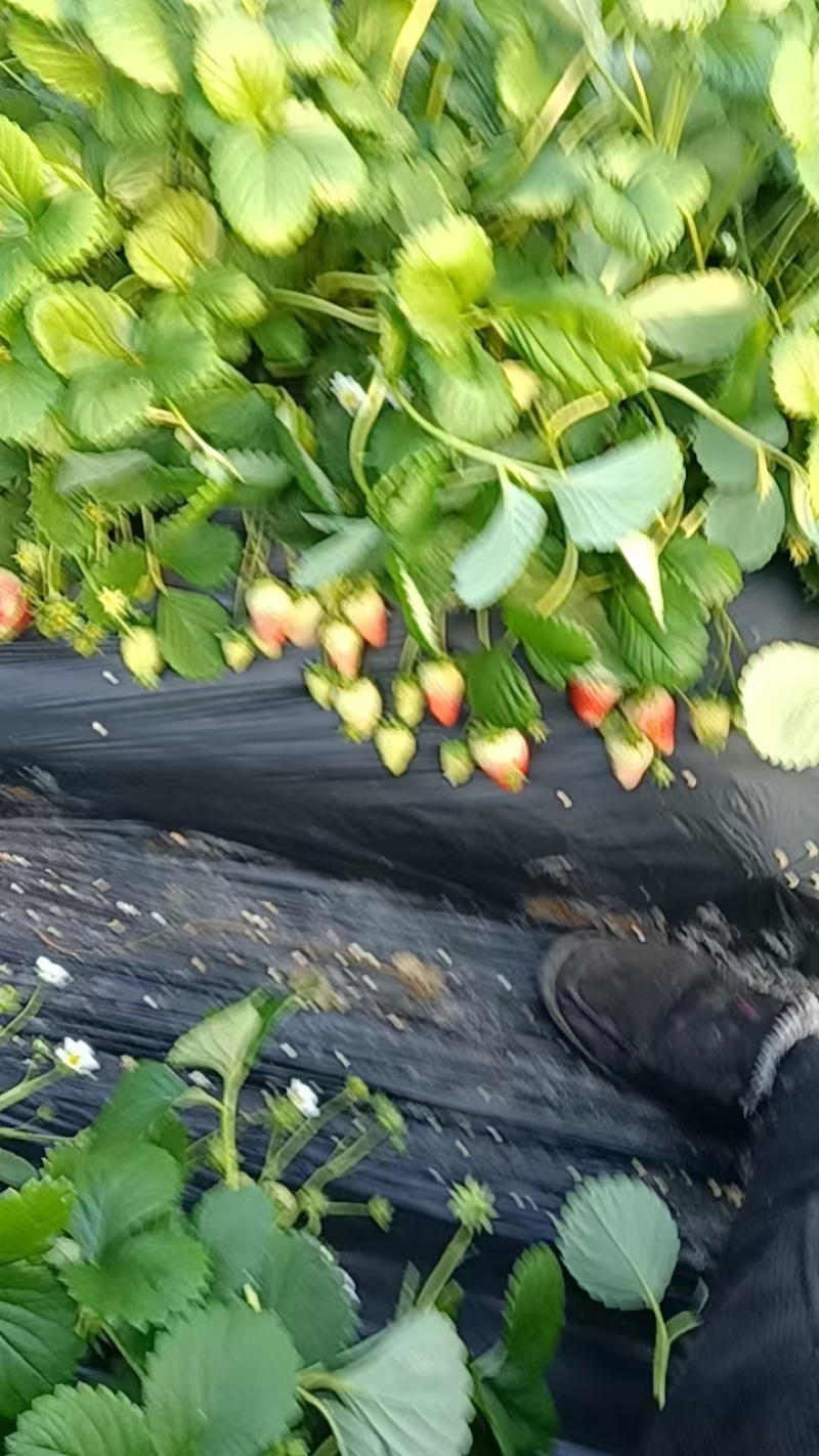 草莓