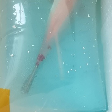 锦鲤鱼