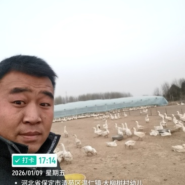 散养大鹅蛋