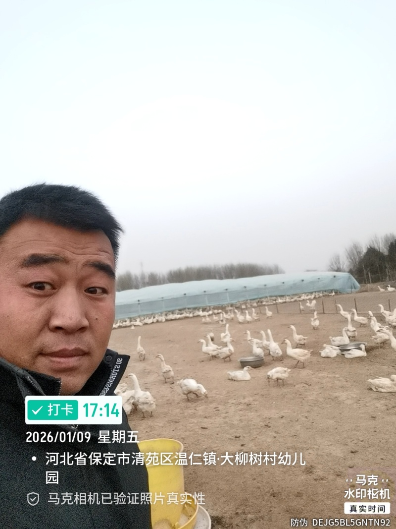 散养大鹅蛋