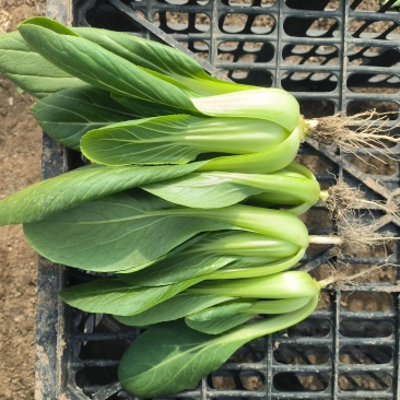 万亩蔬菜基地产地上海青欢迎各地老板带车来收菜免费提供收菜场地
