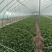 万亩蔬菜基地产地上海青欢迎各地老板带车来收菜免费提供收菜场地