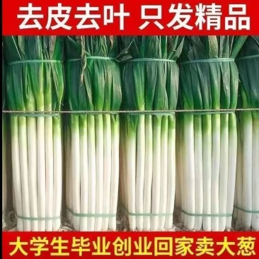 【精品铁杆大葱】山东大葱现挖新鲜特级大葱农家便宜蔬菜正宗批发