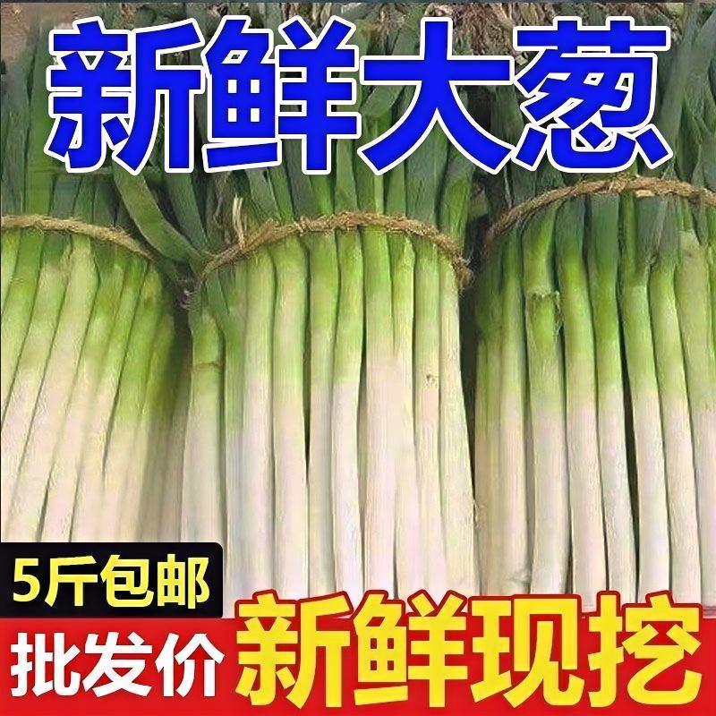 【精品铁杆大葱】山东大葱现挖新鲜特级大葱农家便宜蔬菜正宗批发