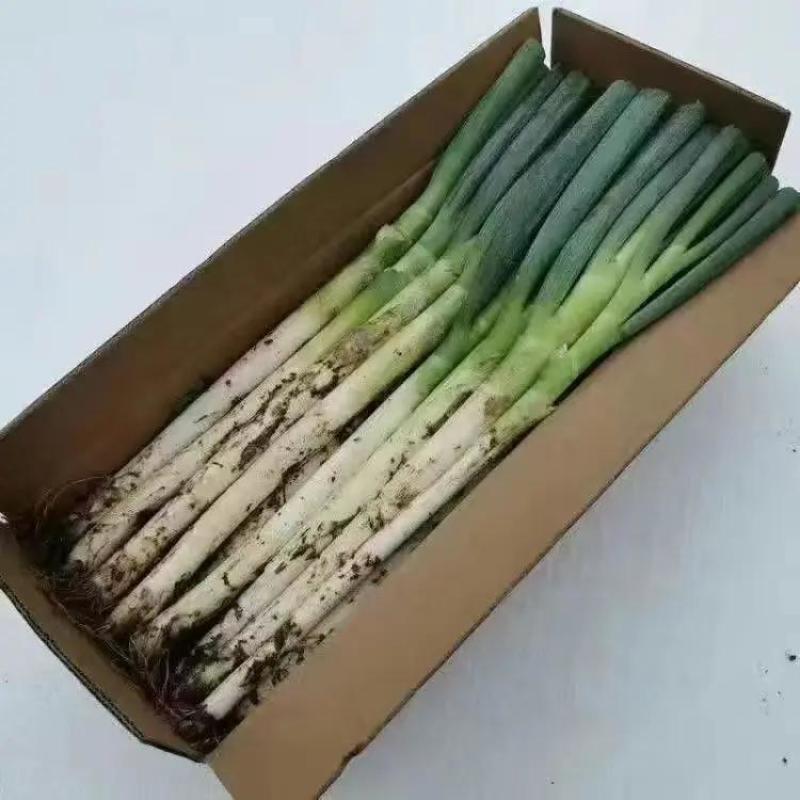 【精品铁杆大葱】山东大葱现挖新鲜特级大葱农家便宜蔬菜正宗批发