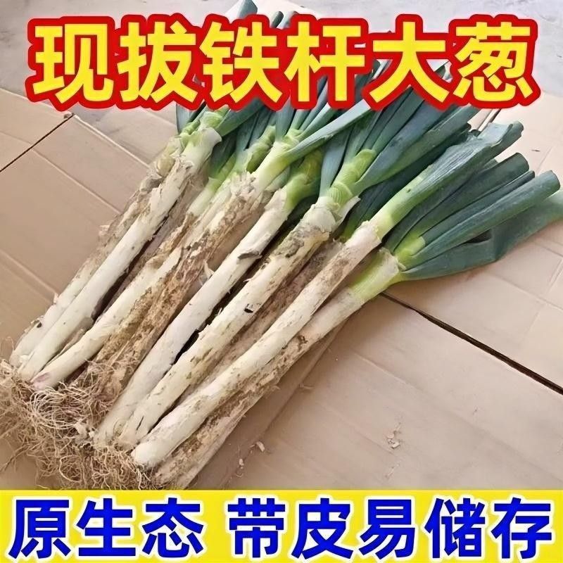【精品铁杆大葱】山东大葱现挖新鲜特级大葱农家便宜蔬菜正宗批发