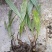 野生毛慈菇