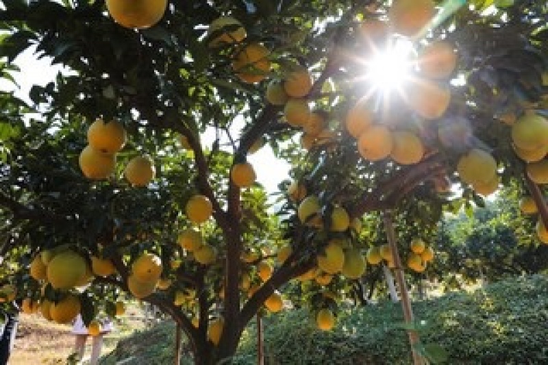橙子