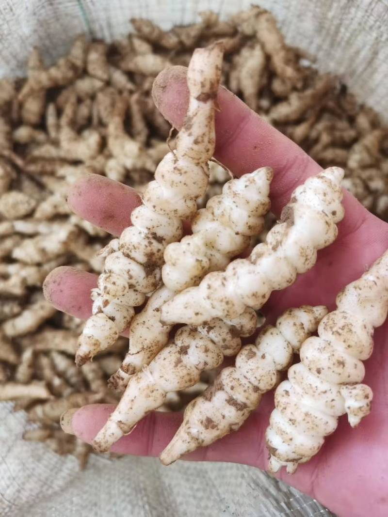 便宜出售地环螺丝菜宝塔菜