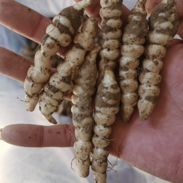 便宜出售地环螺丝菜宝塔菜