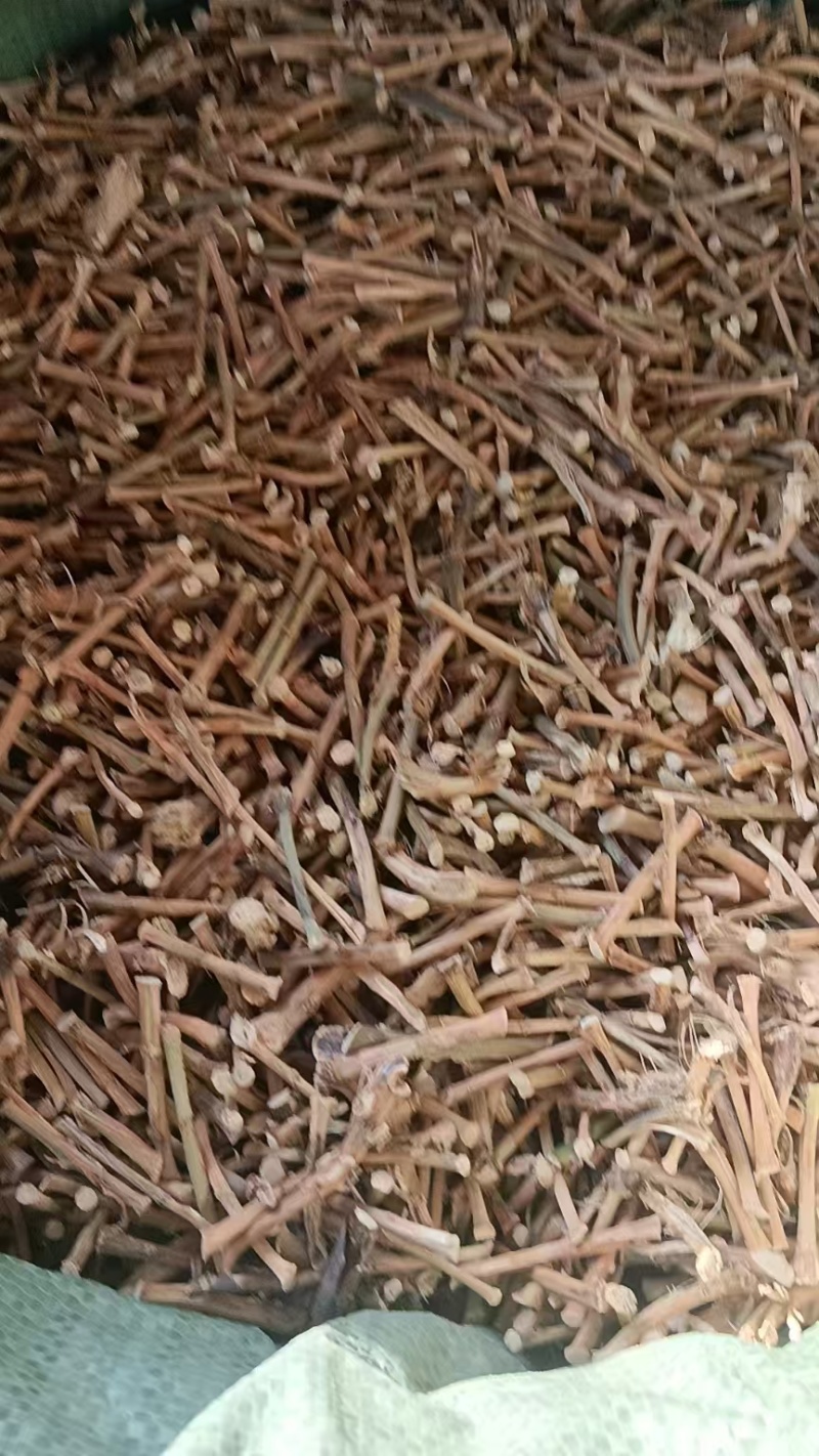野生春砂仁根