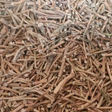 野生春砂仁根