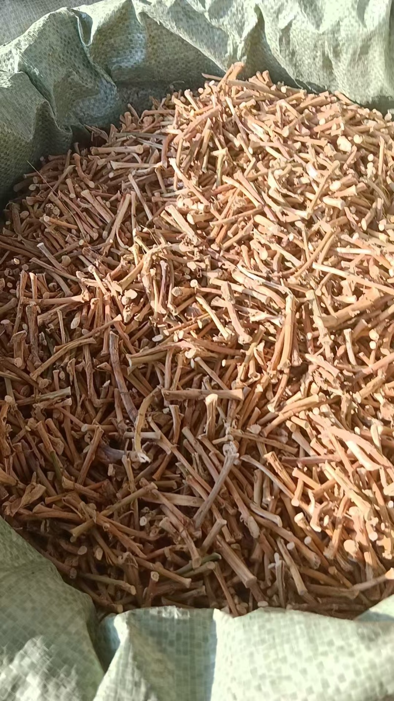 野生春砂仁根