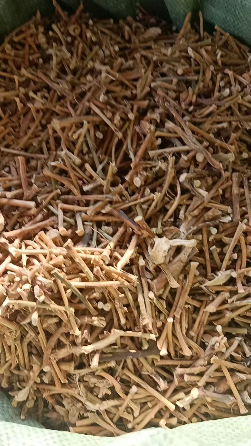 野生春砂仁根