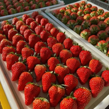 河北保定市顺平久久草莓🍓