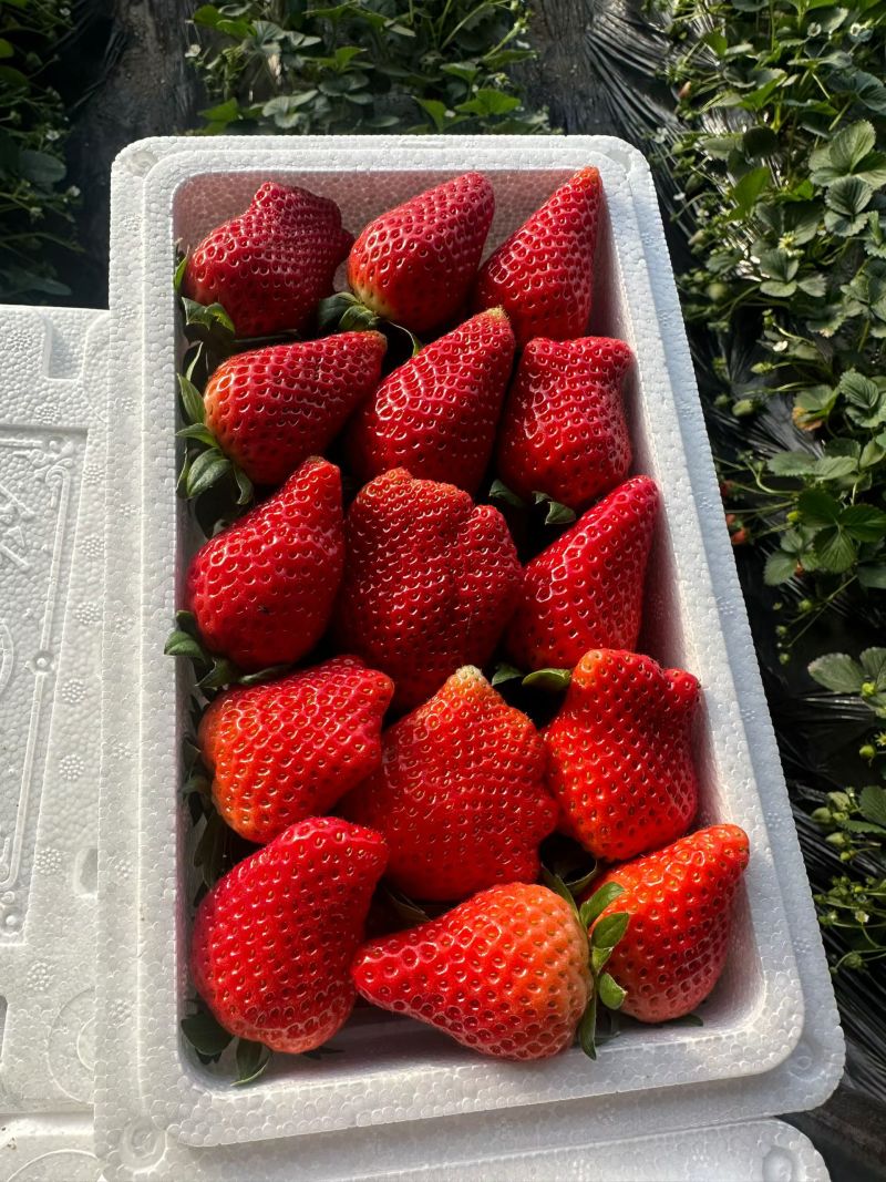 河北保定顺平奶油藏香草莓