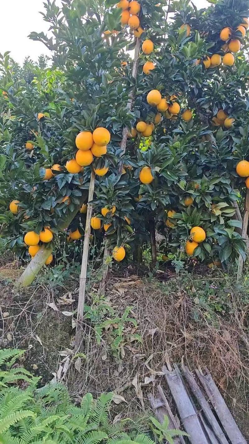 赣南脐橙
